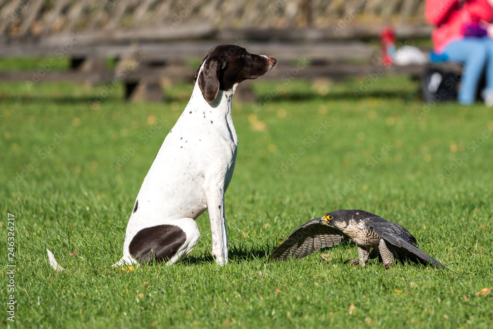 Wanderfalke mit Jagdhund - Falco peregrinus Wanderfalke mit Jagdhund - Falco peregrinus