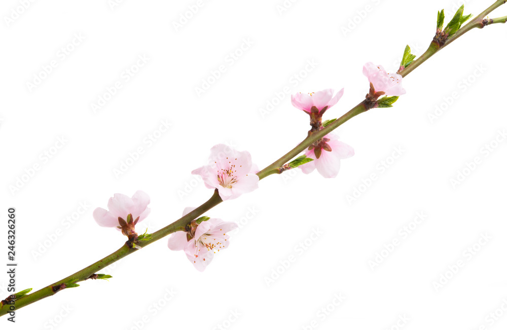 Obraz premium sakura flowers isolated