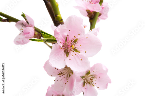 Fototapeta Naklejka Na Ścianę i Meble -  sakura flowers isolated