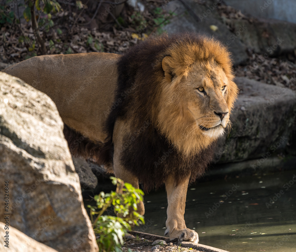 Obraz premium Löwe - Panthera leo