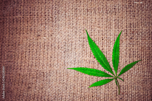 Green branch cannabis with  five fingers leaves   marijuana on brown canvas fabric background  legalization medical hemp