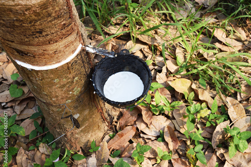 Milk latex extracted from the rubber tree is flowing and dripping into the pot