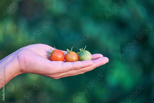 close up lady holding tomato