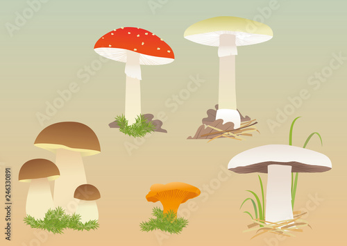 Mushrooms. Set of common forest mushrooms