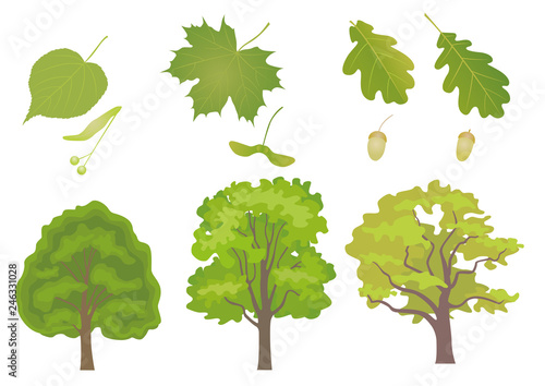 Фотография Vector set of common European forest trees with detail of leaf and fruit