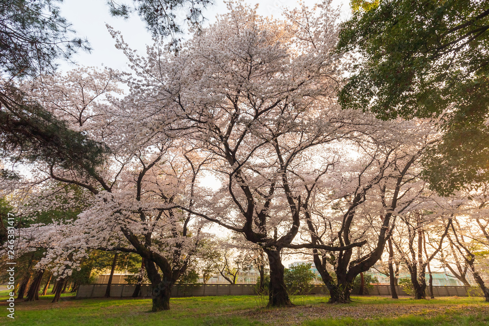 Fototapeta premium 夕暮れ時の桜