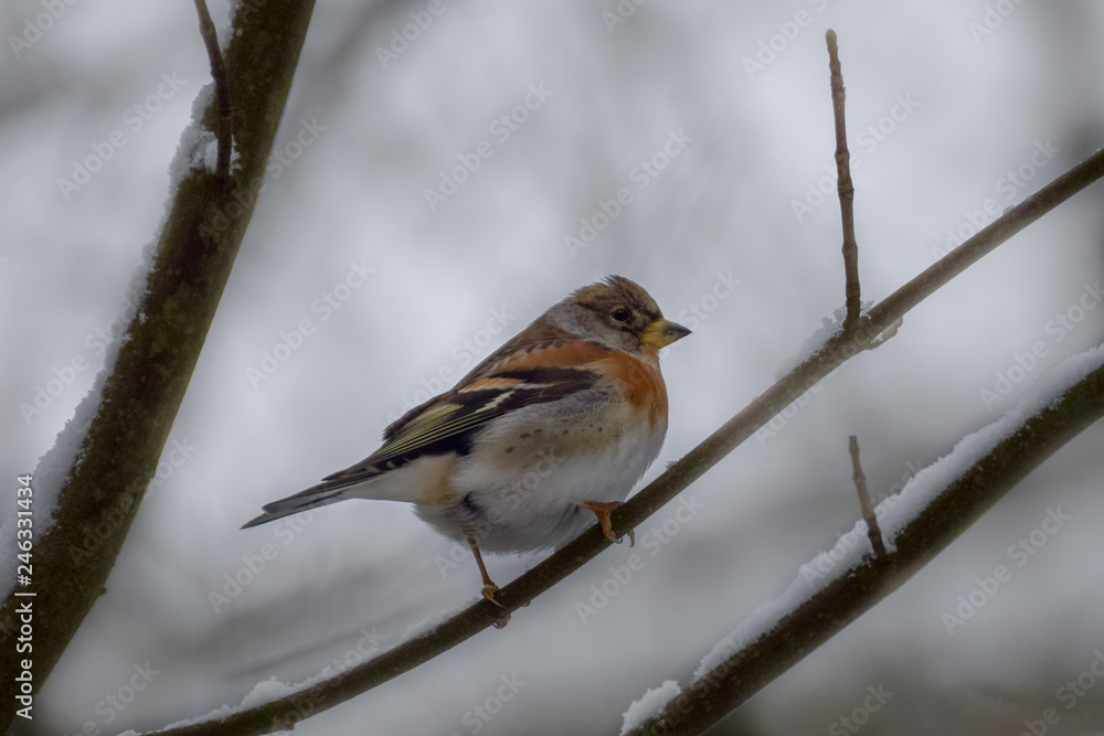Finch on a branch in the snow