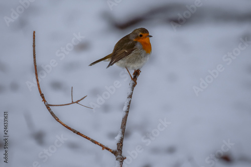 Robin in the snow © Kim de Been