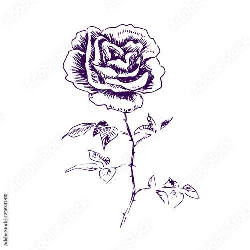 Rose flower  stem with thorns  leaves and terry blossom  hand drawn doodle  sketch  black and white vector illustration