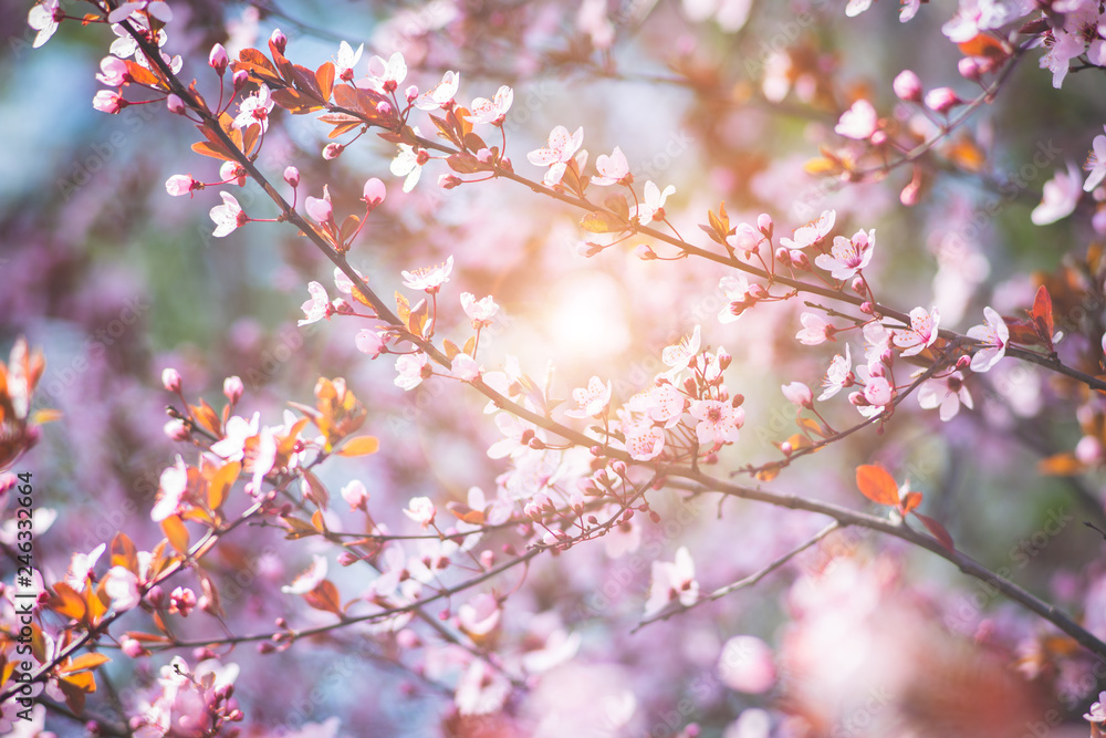 Fresh blooming wild cherry, sakura on a pink blurred background Fresh blooming wild cherry, sakura on a pink blurred background