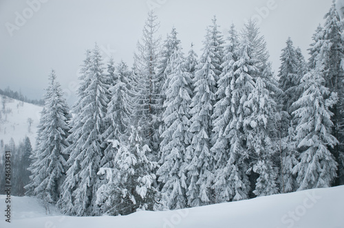 snow covered pine trees © Eugene