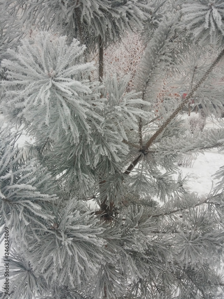 frost on branches frost on branches