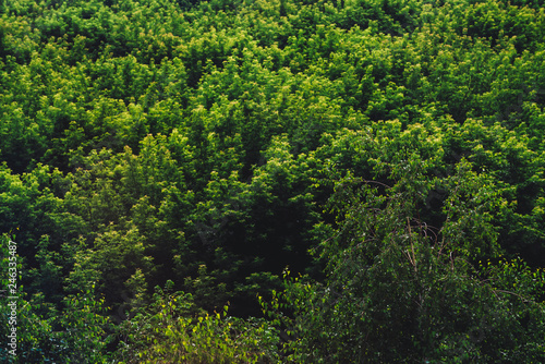 Textured natural background of tree tops. Cover of tree leaves close-up. Vintage natural texture of leafage of trees in sunny day. Dense foliage in sunlight. Atmospheric landscape with rich vegetation © Daniil