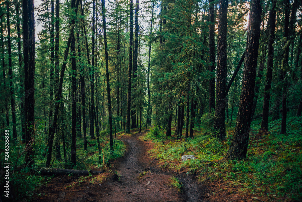 Wet footpath through rainy forest. Slush on hiking path. Dark forest landscape with old high pines with copy space. Coniferous trees and vegetation on hill closeup. Mountain atmospheric scenery. Wet footpath through rainy forest. Slush on hiking path. Dark forest landscape with old high pines with copy space. Coniferous trees and vegetation on hill closeup. Mountain atmospheric scenery.