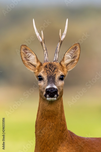 Portrait of a roe deer  capreolus capreolus  buck in summer with clear blurred background. Detail of rebuck head. Clouse-up of wild animal in natural environment.