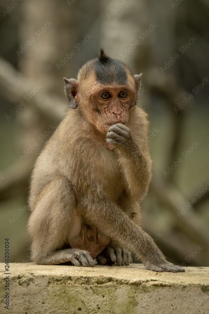 Long-tailed macaque sits eating on concrete wall Long-tailed macaque sits eating on concrete wall