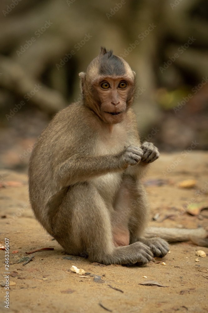 Long-tailed macaque sits eating with paws together Long-tailed macaque sits eating with paws together