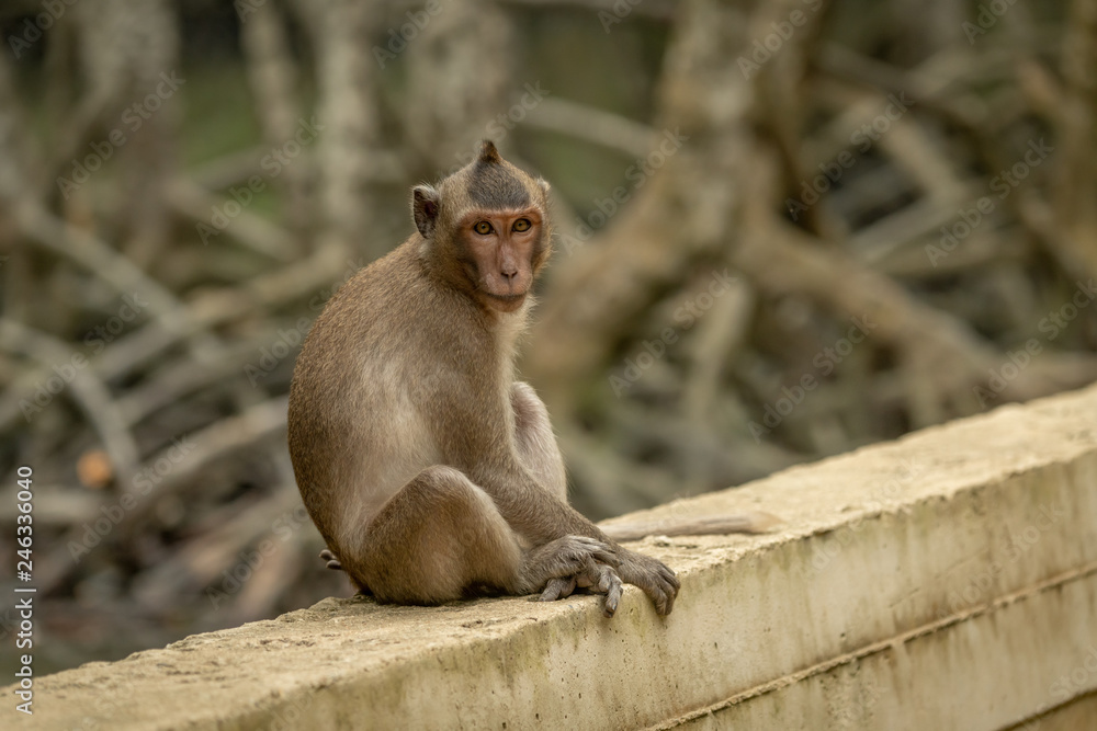 Long-tailed macaque sits facing camera on wall