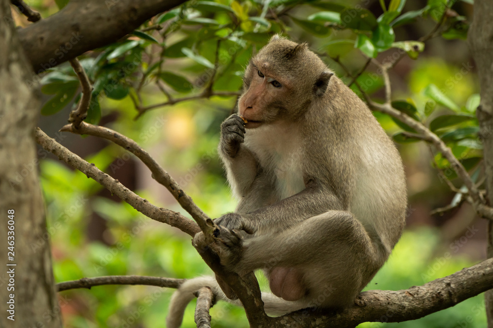 Long-tailed macaque sits in tree eating biscuit Long-tailed macaque sits in tree eating biscuit