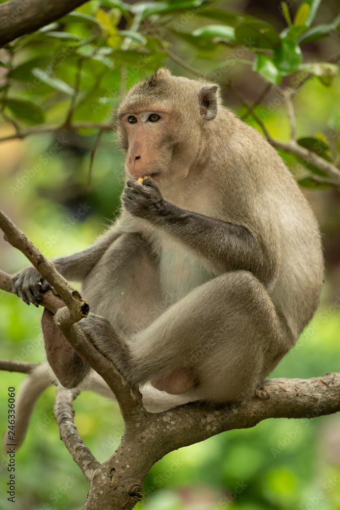 Long-tailed macaque sits in tree eating food Long-tailed macaque sits in tree eating food