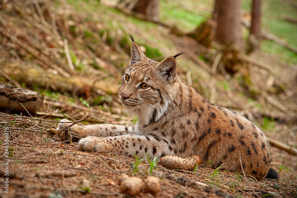 Obraz premium Eursian lynx laying on the ground in autmn forest with blurred background. Endangered mammal predator in natural environment. Wildlife scenery from nature.
