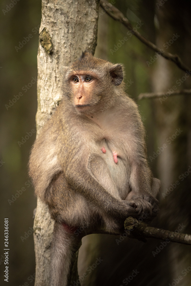 Long-tailed macaque sits in tree looking left Long-tailed macaque sits in tree looking left