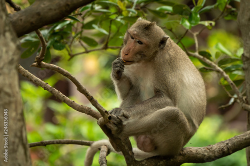Long-tailed macaque sits in tree eating biscuit © Nick Dale