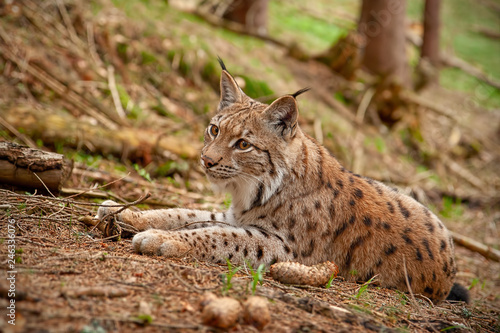 Eursian lynx laying on the ground in autmn forest with blurred background. Endangered mammal predator in natural environment. Wildlife scenery from nature. © WildMedia