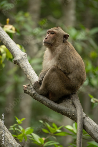 Long-tailed macaque sits in tree staring left © Nick Dale
