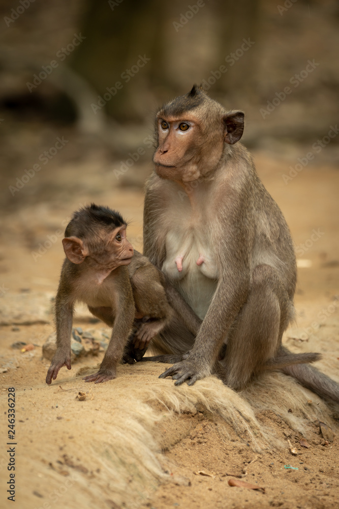 Long-tailed macaque sits while baby turns head Long-tailed macaque sits while baby turns head