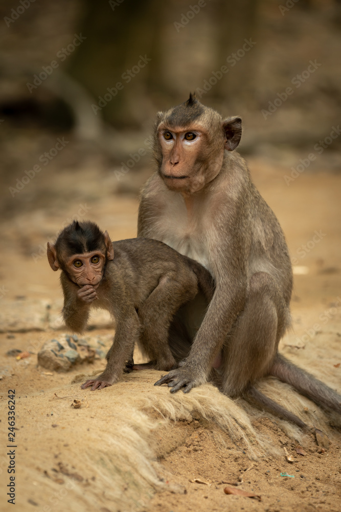 Long-tailed macaque sits while baby stands up Long-tailed macaque sits while baby stands up