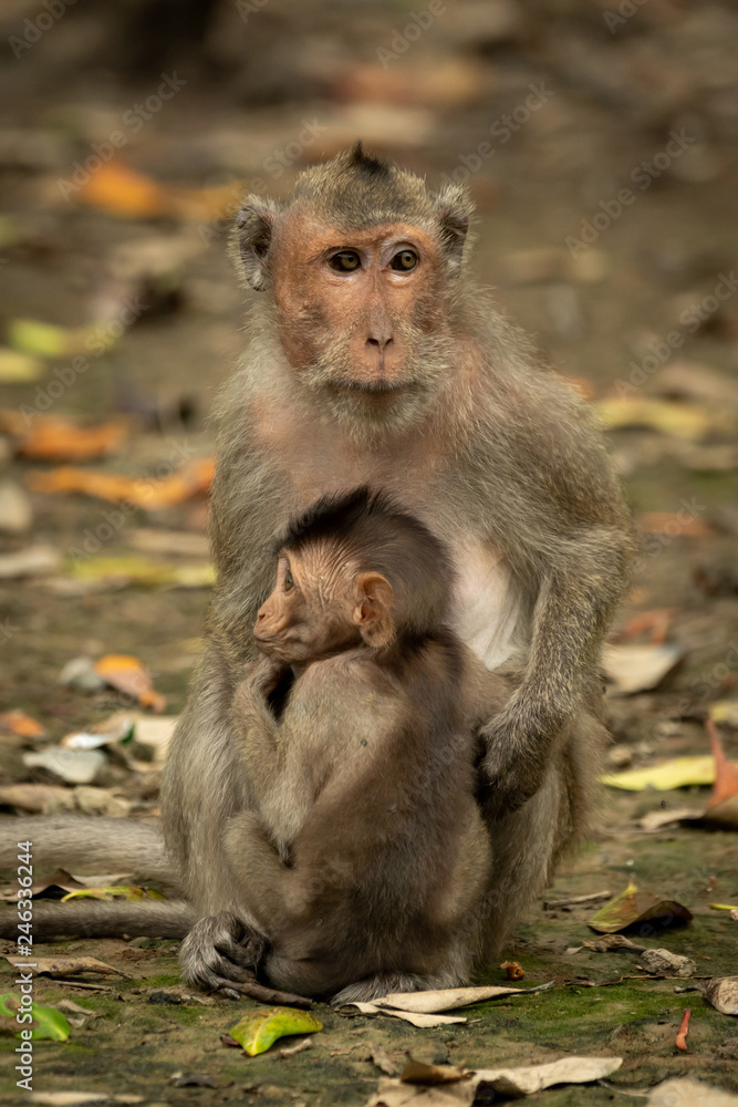 Long-tailed macaque sits with baby among leaves