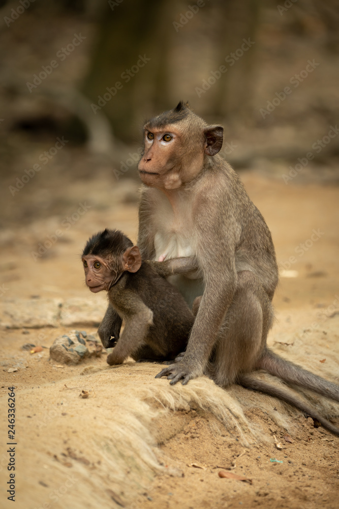 Long-tailed macaque sits with baby on sand