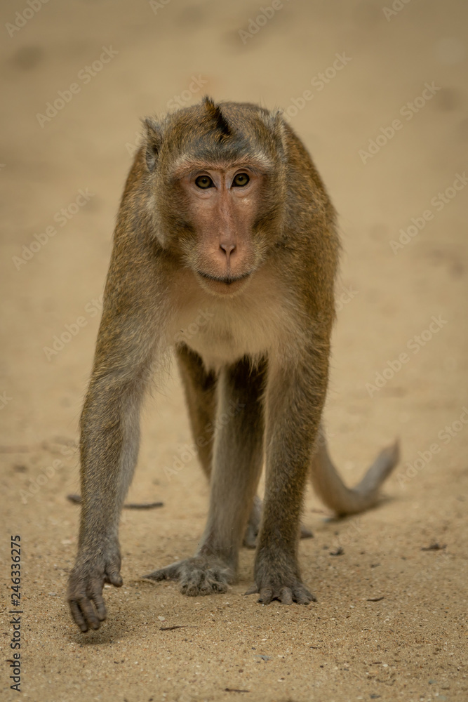 Long-tailed macaque walks on sand lifting paw Long-tailed macaque walks on sand lifting paw