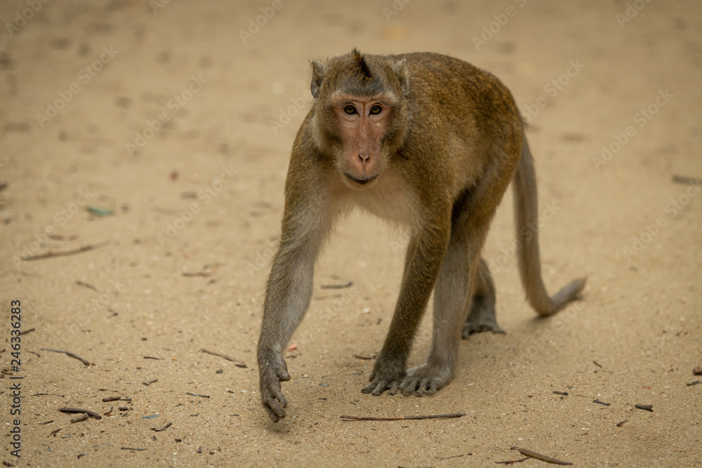Long-tailed macaque walks among twigs on sand