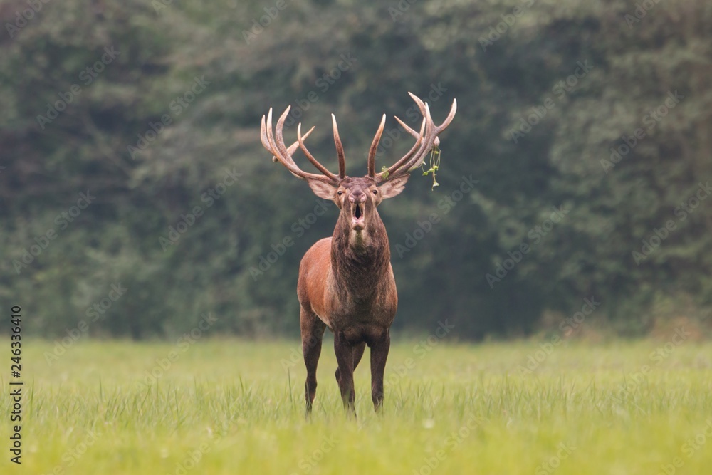 Naklejka premium Strong male red deer, cervus elaphus, roaring in mating season on meadow isolated on green blurred background. Buck with big massive antlers trophy. Wild animal in natural environment. Dominant male.