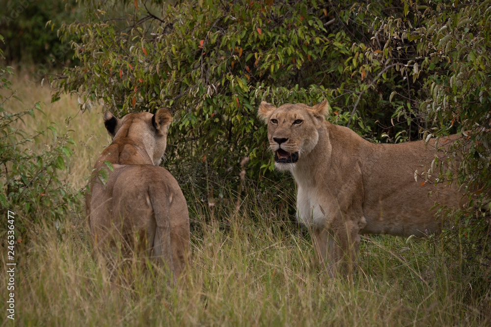 Two lionesses stand in grass amongst bushes Two lionesses stand in grass amongst bushes