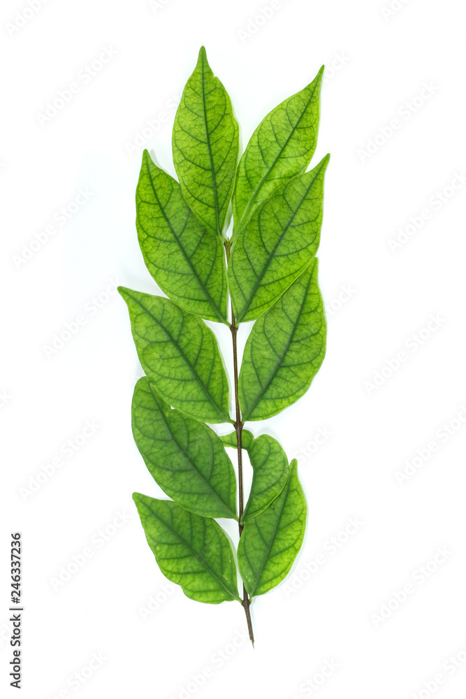 Water jasmine leaf close up Water jasmine leaf close up