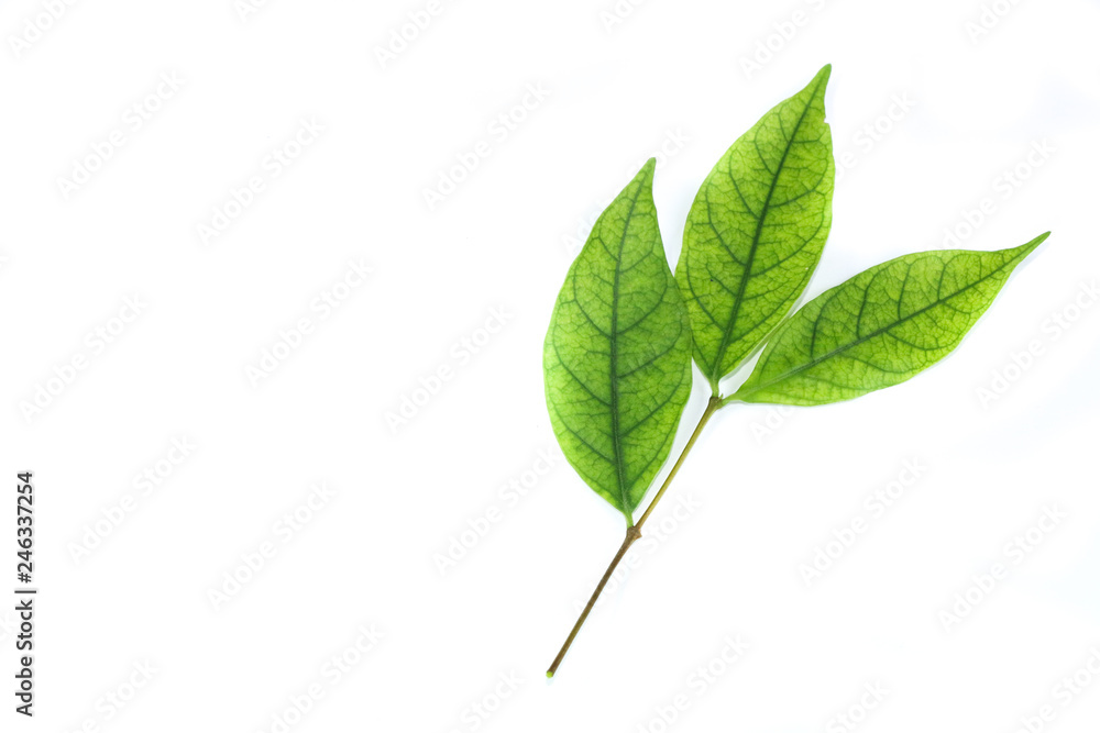 Water jasmine leaf close up Water jasmine leaf close up