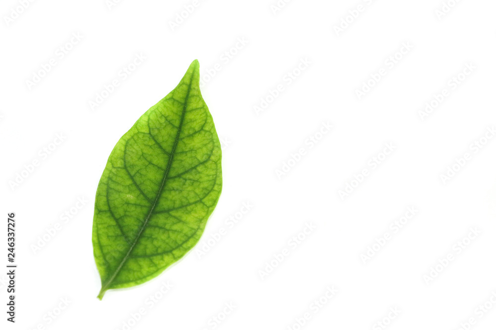 Water jasmine leaf close up Water jasmine leaf close up