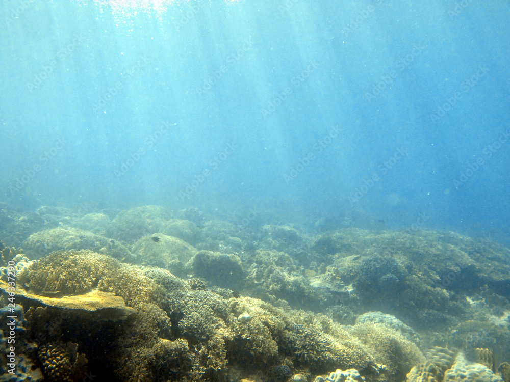 Fototapeta premium Sun rays underwater