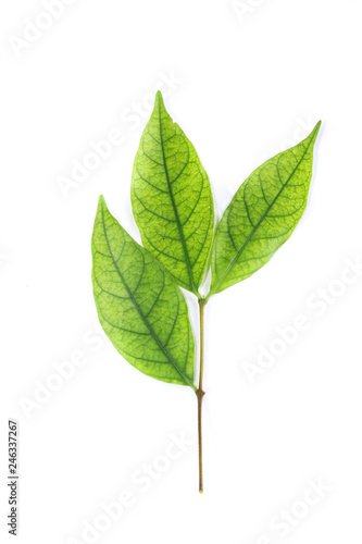 Water jasmine leaf close up