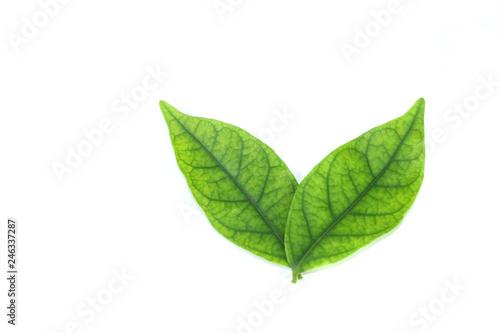 Water jasmine leaf close up