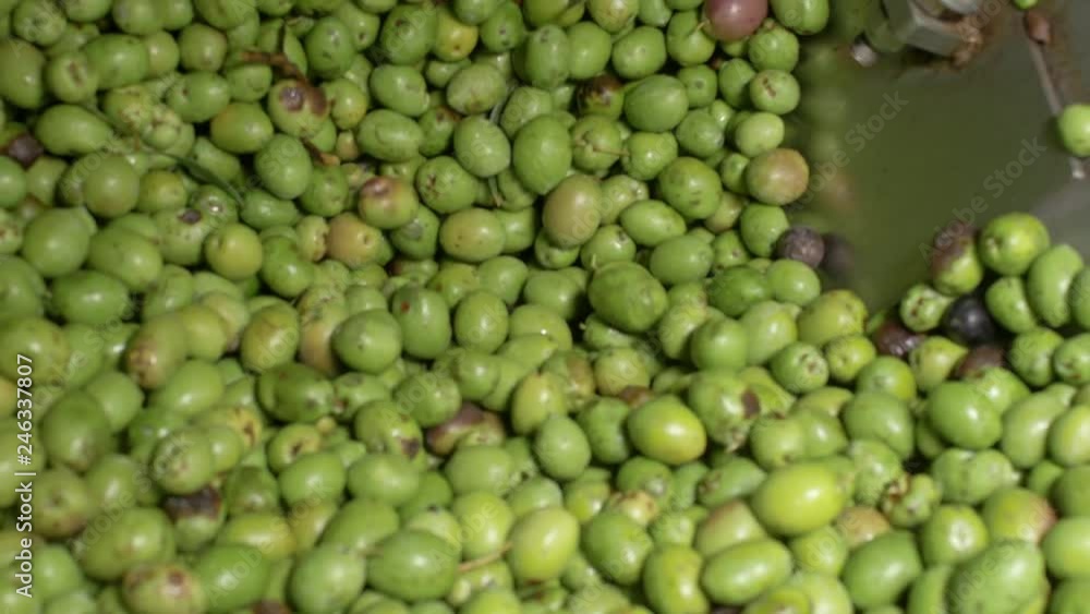 Olives falling inside the crusher. Making Olive oil in south of Italy Olives falling inside the crusher. Making Olive oil in south of Italy