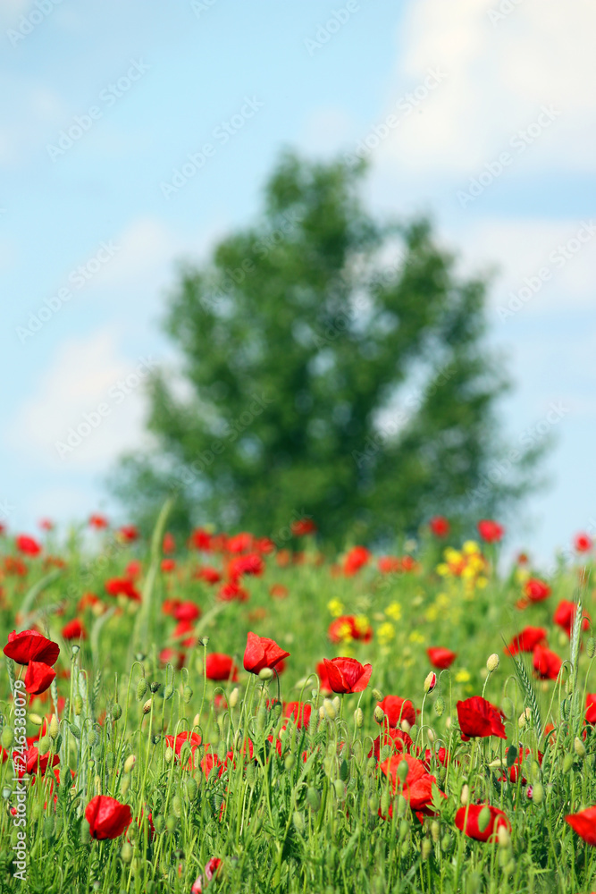 poppies flower and tree silhouette in spring landscape