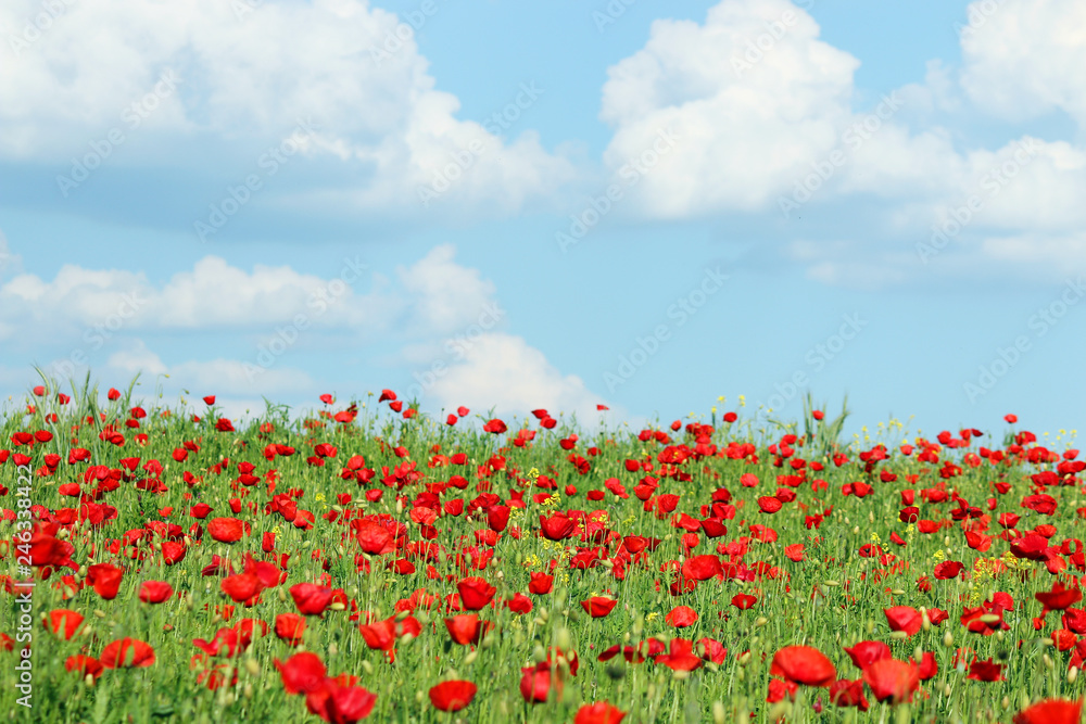 poppies flower meadow and blue sky with clouds in spring countryside landscape