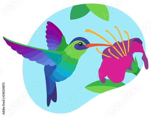 Bright multicolored blue and green hummingbird drinks nectar in flight from a large pink tropical flower on blue sky background