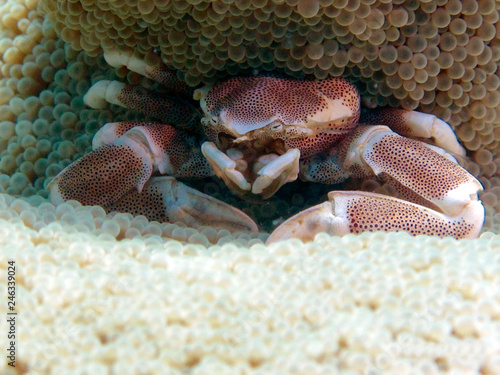 Anemone crab photo