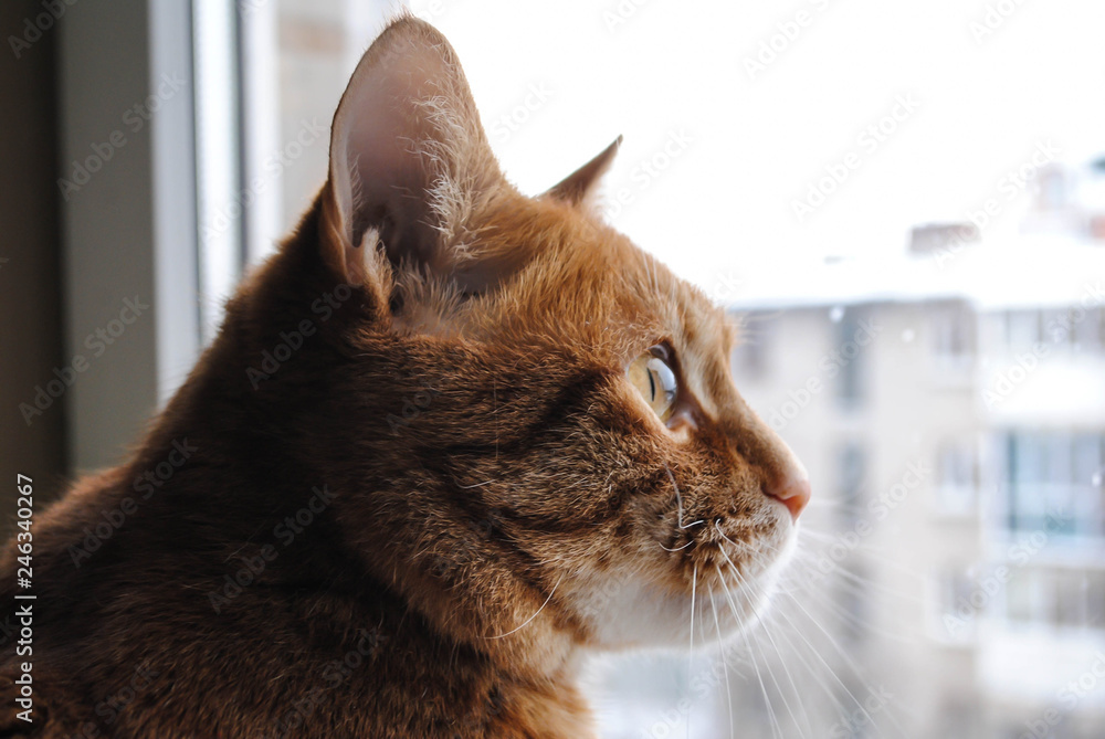 Red cat looks out the window