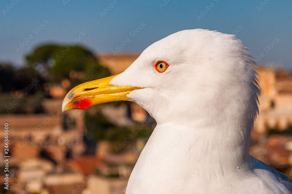 Portrait of white Seagull sitting on the roof. The Larus Argentatus or the European herring gull, seagull is a large gull up to 65 cm long Portrait of white Seagull sitting on the roof. The Larus Argentatus or the European herring gull, seagull is a large gull up to 65 cm long